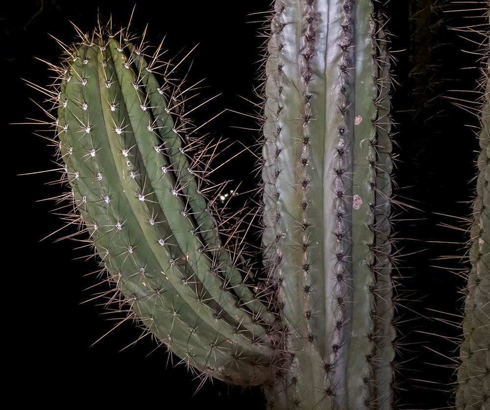 Arizona-Phoenix Illuminated saguaro cactus at night